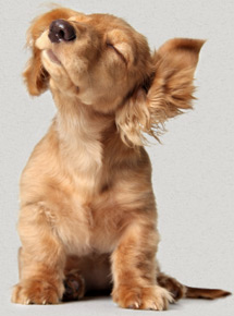 Puppy
